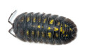 Armadillidium granulatum Spain